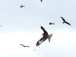 20150517 Gigrin Farm Red Kite Feeding Centre